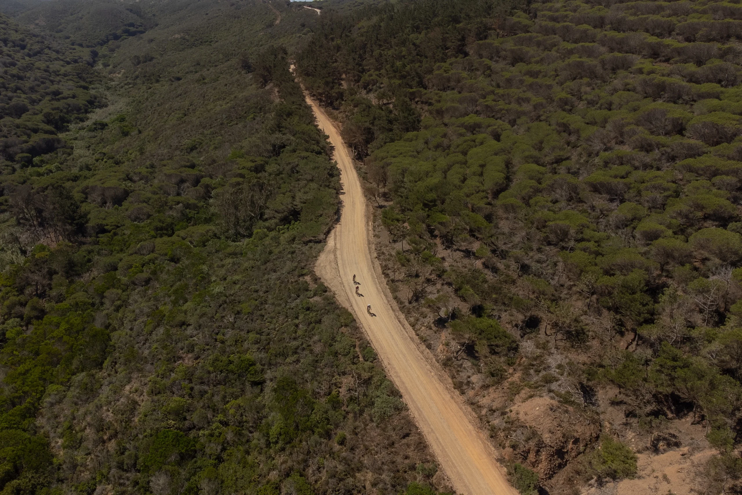 A gravel track winding through pine forest, seen from the air