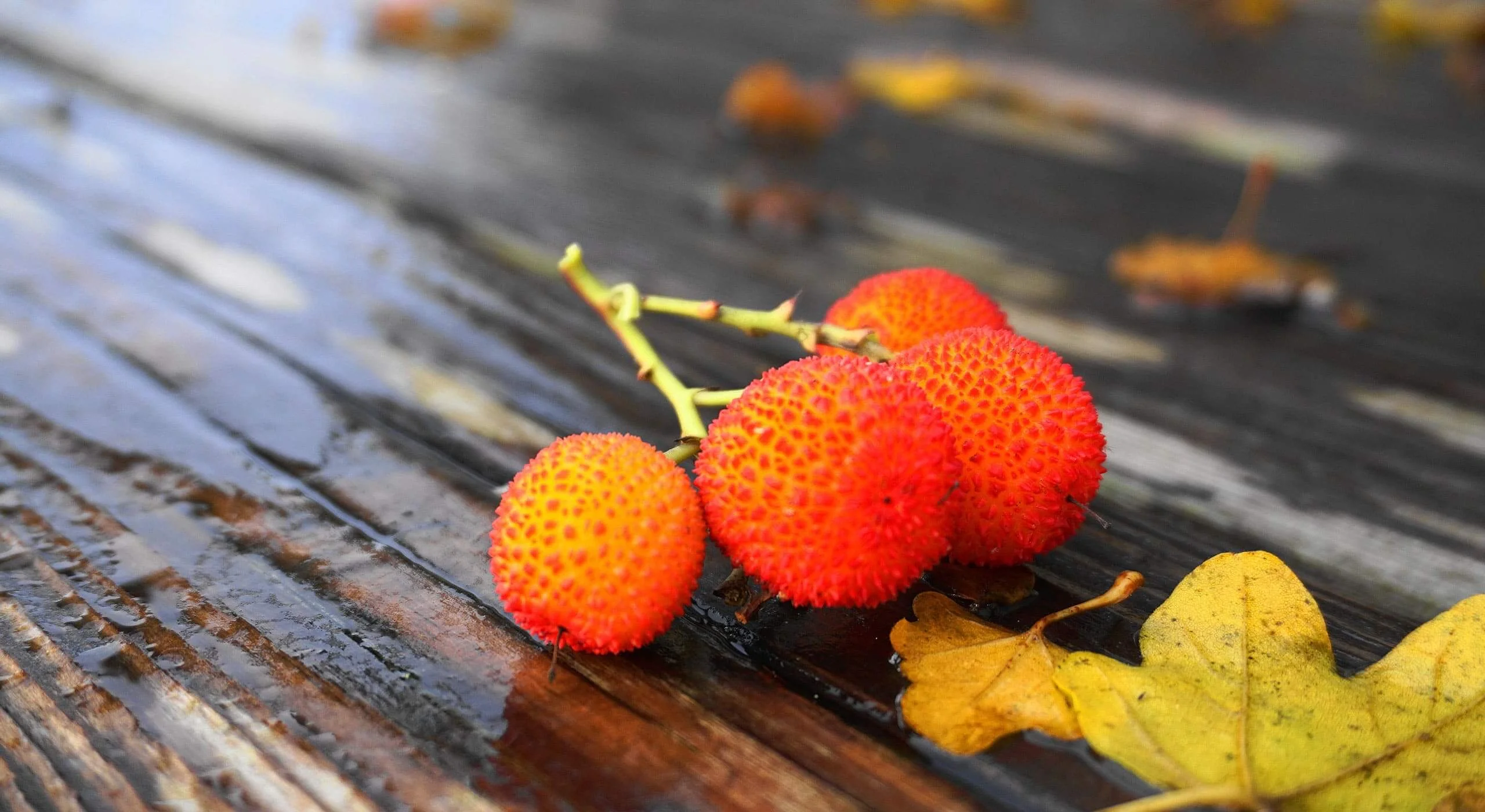 Freshly picked medronho, the fruit of the strawberry tree, on a wet wooden table beside yellow autumn leaves
