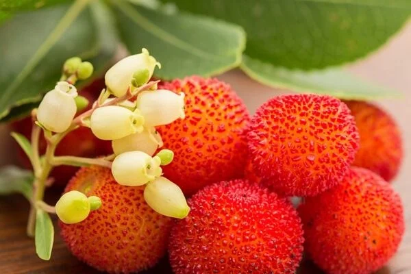 Ripe medronho fruit beside a sprig of the white, bell-shaped flowers of the strawberry tree
