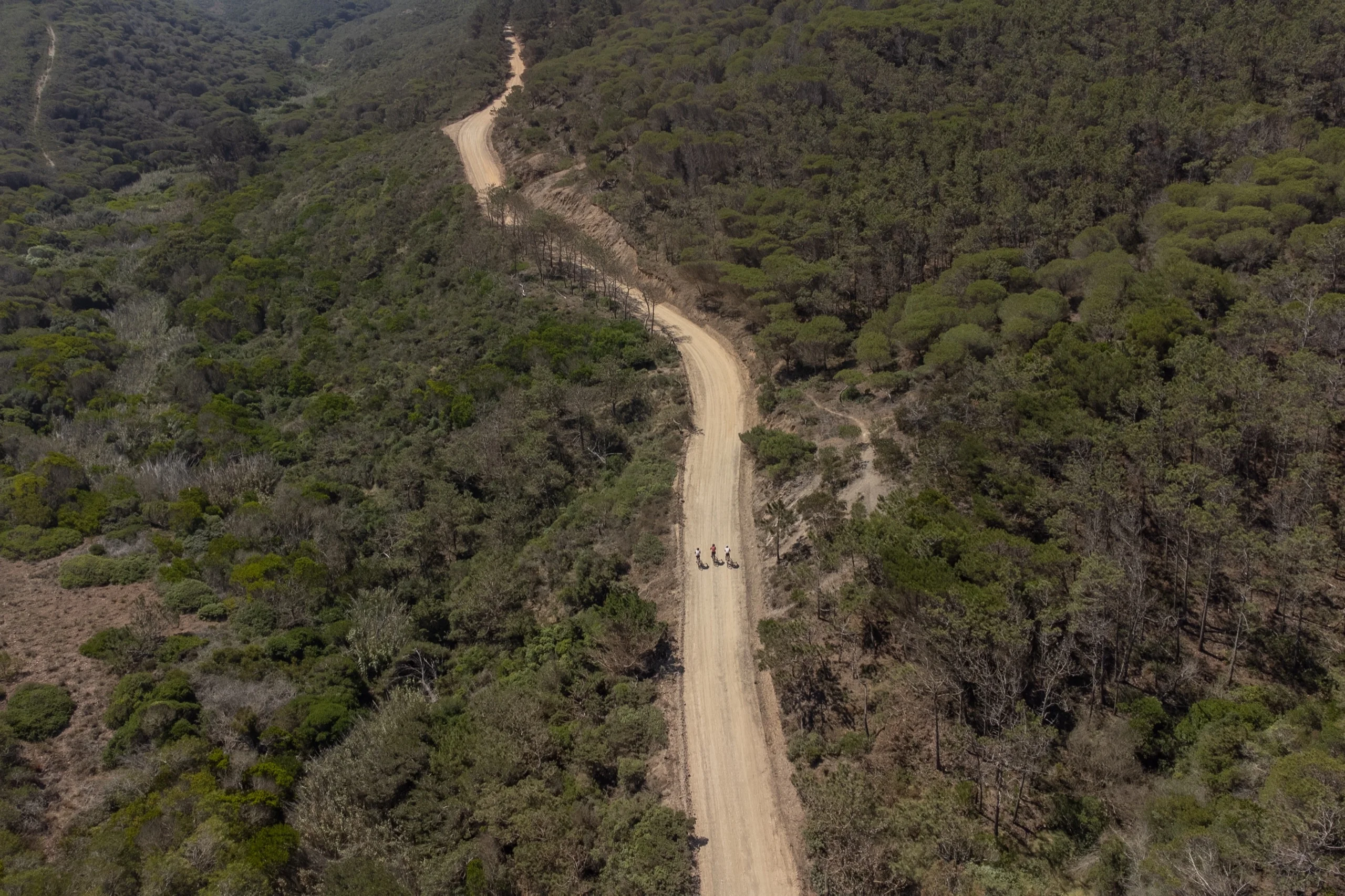 A sandy track through the pines on the Costa Vicentina