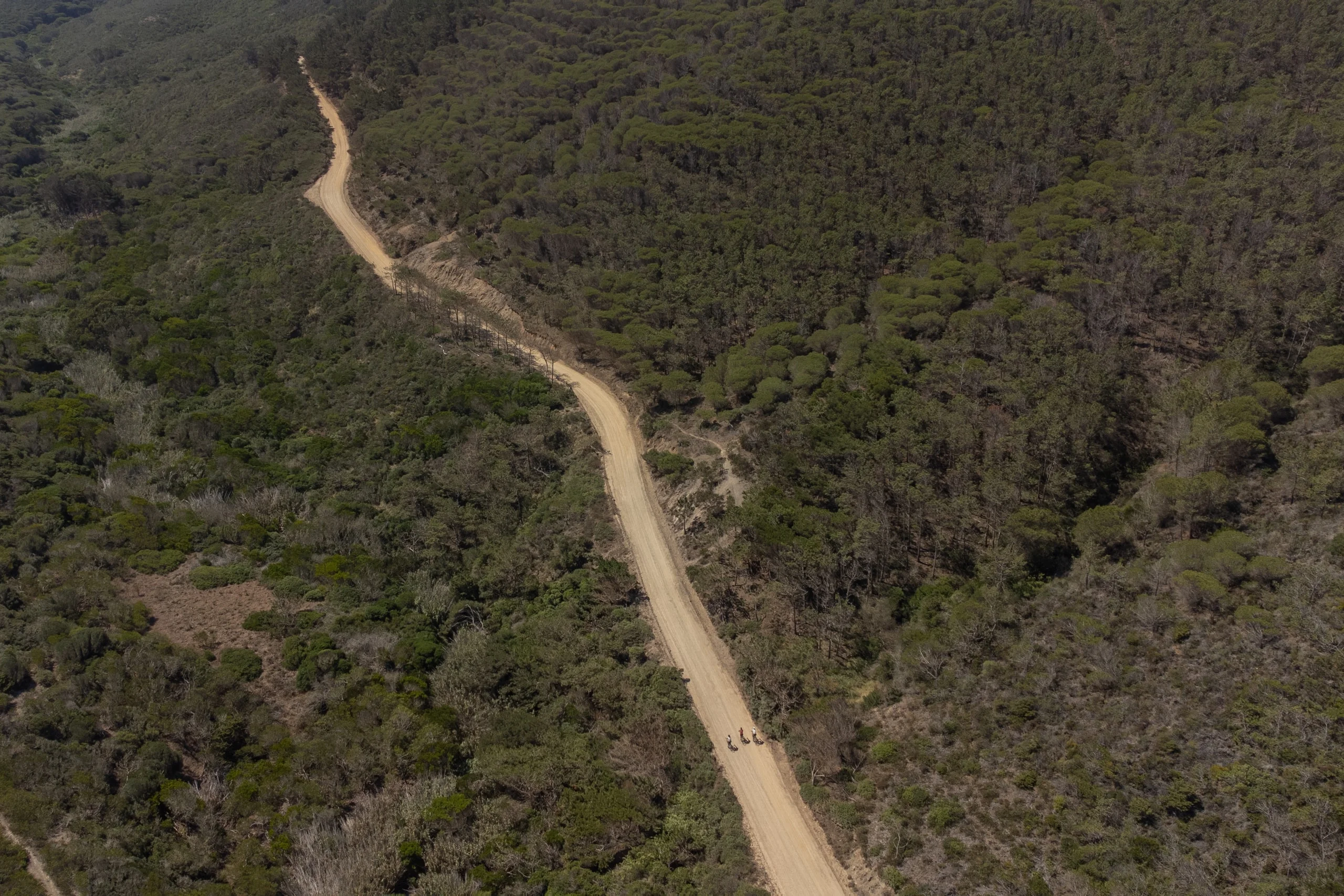 A sandy track through the pines, riders in the distance