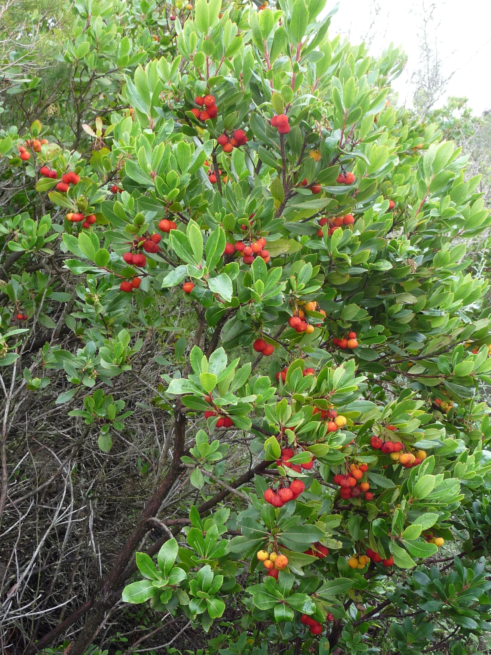 A strawberry tree full of ripe red, orange and yellow medronho fruit